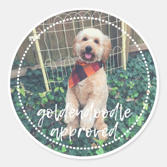 Rond Sticker pour chien approuvé Goldendoodle (Devant)