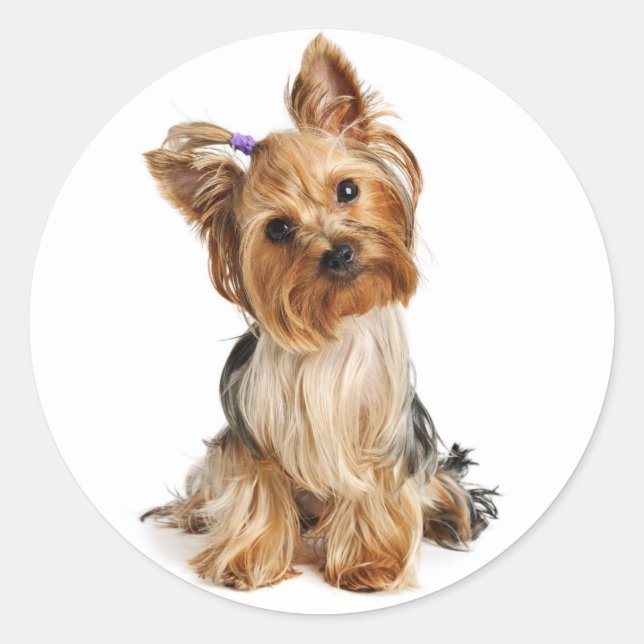 Rond Sticker pour Chien Chien Chien Chien Chien Chien C (Devant)
