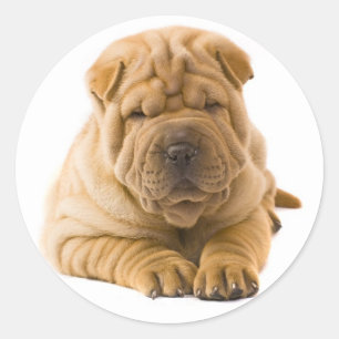 Rond Sticker pour chien coquelicot / Sceau