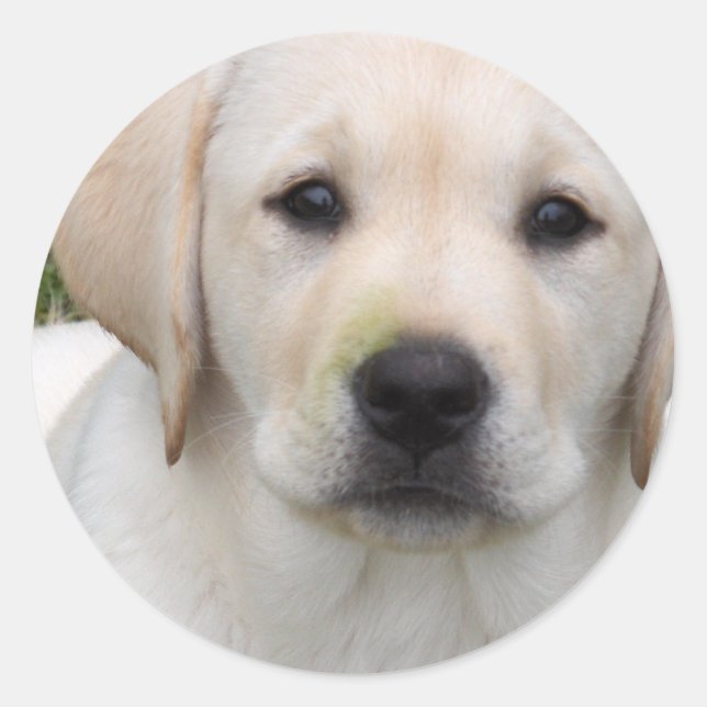 Rond Sticker pour chiot réducteur d'or (Devant)