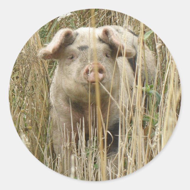 Rond Sticker pour cochon mignon (Devant)