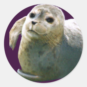 Rond Sticker pour défenseur de la faune de HARBOR-SEAL