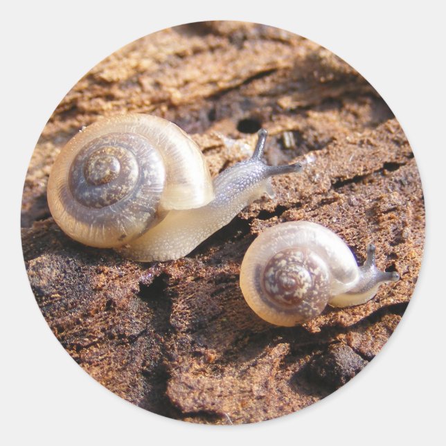 Rond Sticker pour escargots pour bébés (Devant)