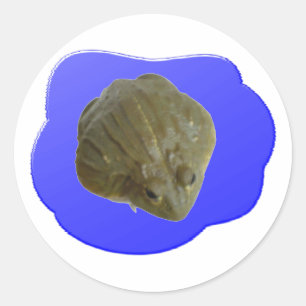Rond Sticker pour grenouille à bulles