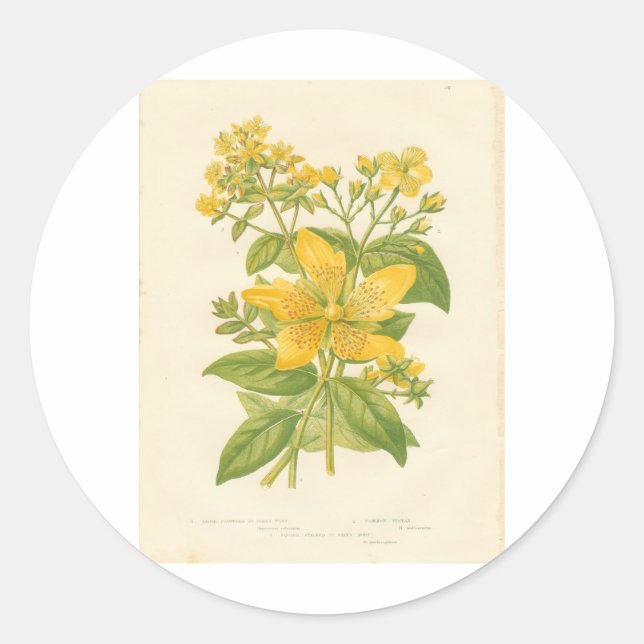 Rond Sticker pour impression de St. John's Wort, fleurs (Devant)