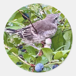 Rond Sticker pour la branche de bleuets