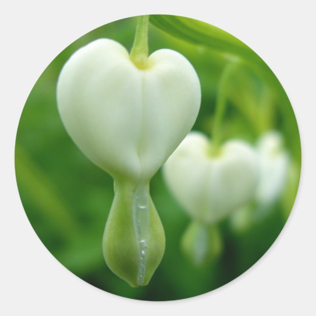 Rond Sticker pour le coeur propre (Devant)