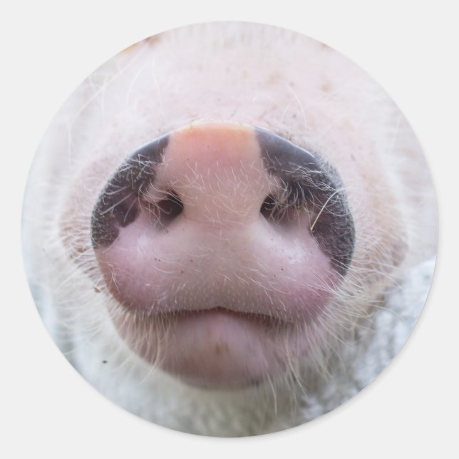 Rond Sticker pour le pavot et le podrick (Devant)