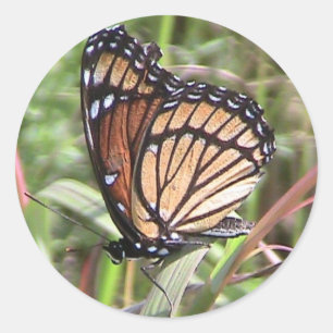 Rond Sticker pour papillon monarque d'été (vue sur l'ai