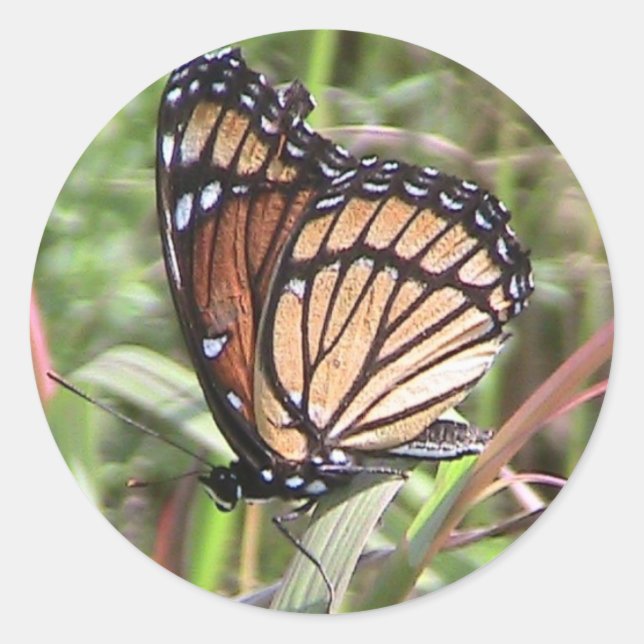 Rond Sticker pour papillon monarque d'été (vue sur l'ai (Devant)