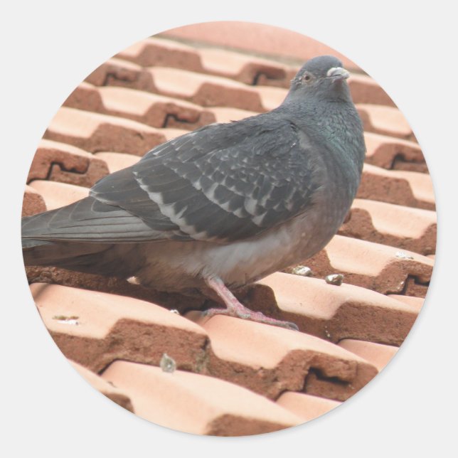 Rond Sticker pour pigeon sur le toit (Devant)