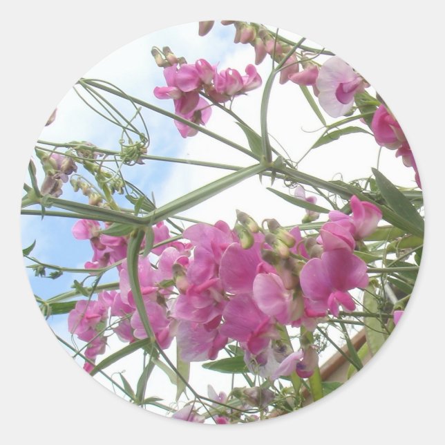 Rond sticker pour pois doux (Devant)