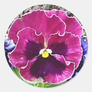 Rond Sticker pour sanser magenta et violet