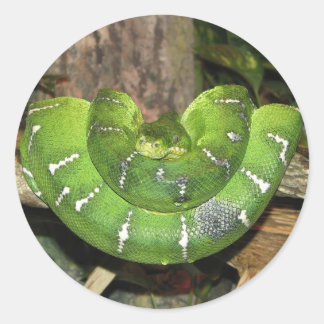 Rond Sticker pour serpent Emerald Tree