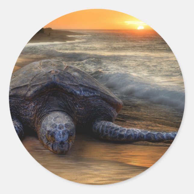 Rond Sticker pour tortue de mer coucher du soleil (Devant)