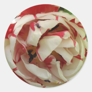 Rond Sticker pour tulipe rose et blanc