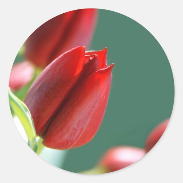 Rond Sticker pour tulipes (Devant)
