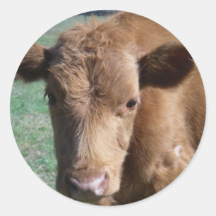 Rond Sticker pour veau mignon