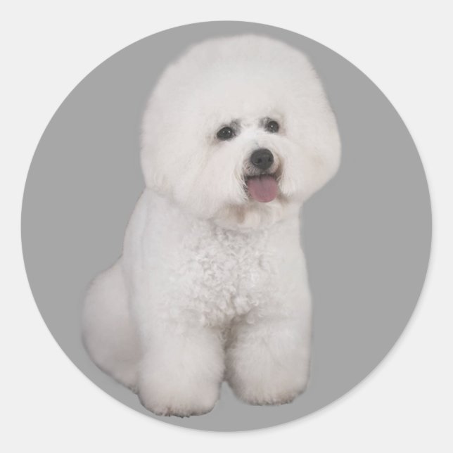Rond Sticker Precious Bichon Frise (Devant)