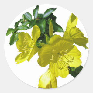 Rond Sticker Primrose Sundrops Correspond au Carte de r