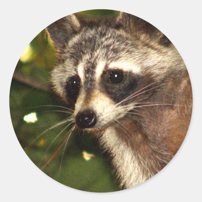 Rond Sticker Raccoon "Bandit" (Devant)