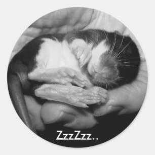 Rond Sticker Rattie couchage