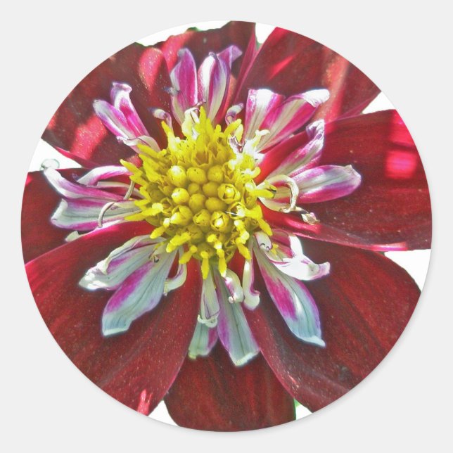 Rond Sticker Red Dahlia (Devant)