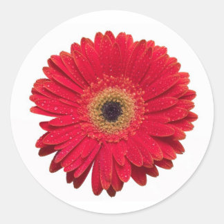Rond Sticker Red Gerbera