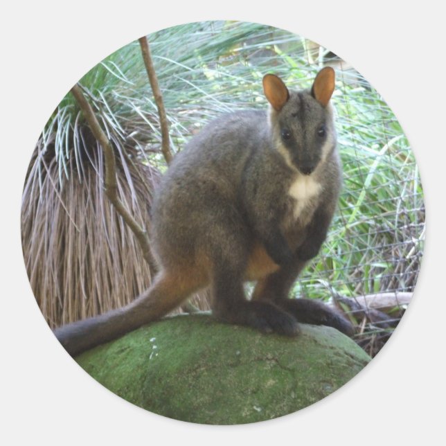 Rond Sticker Rock Wallaby (Devant)
