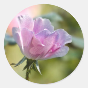 Rond Sticker rose