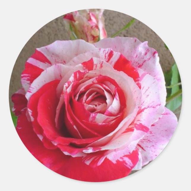 Rond Sticker Rose à rayures (Devant)