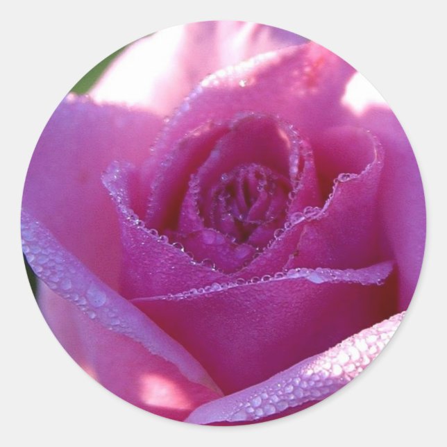 Rond Sticker Rose de perfection rose (Devant)