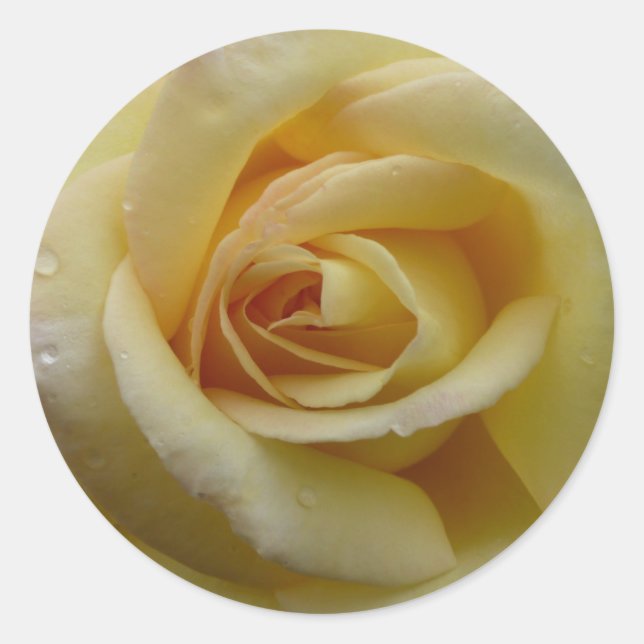 Rond Sticker rose jaune (Devant)