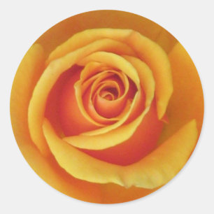 Rond Sticker rose jaune