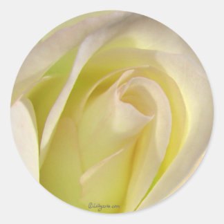 Rond Sticker Rose jaune pâle