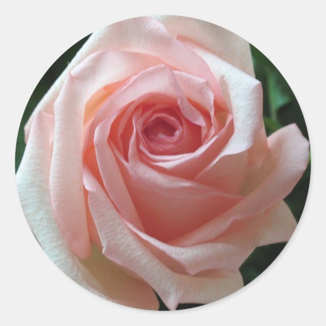 Rond Sticker Rose romantique rose doux (Devant)