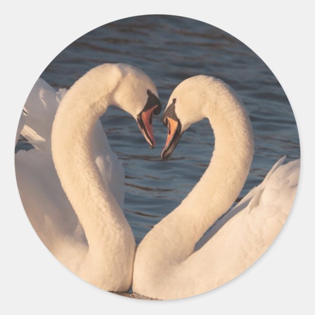 Rond Sticker Roun Cygnes blancs (Devant)