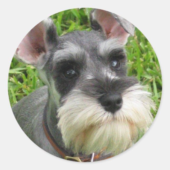 Rond Sticker Schnauzer miniature (Devant)
