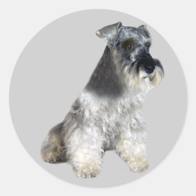 Rond Sticker Schnauzer miniature (Devant)