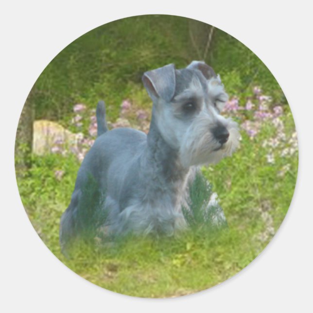 Rond Sticker Schnauzer miniature (Devant)