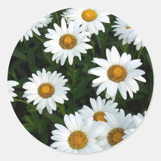 Rond Sticker Shasta Daisy (WestCreek) (Devant)