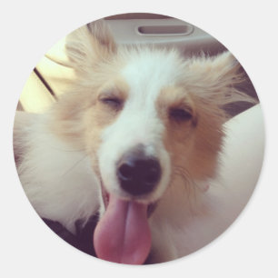 Rond Sticker Sheltie