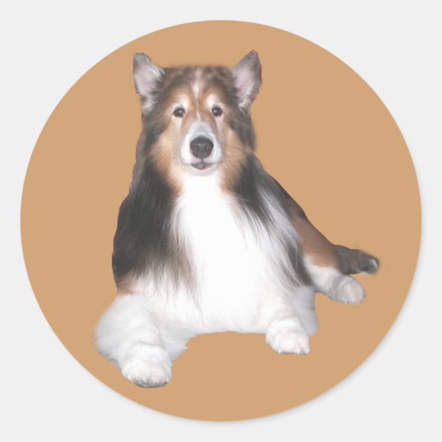 Rond Sticker Sheltie (Devant)