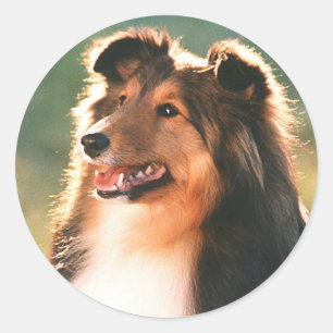 Rond Sticker Sheltie