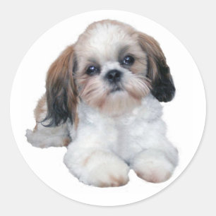 Rond Sticker Shih Tzu