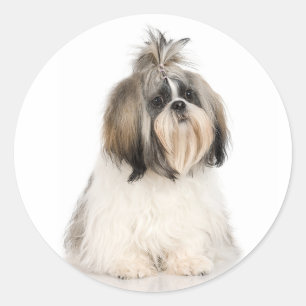 Rond Sticker Shih Tzu