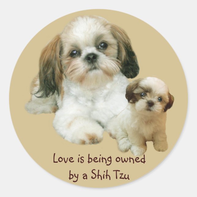 Rond Sticker Shih Tzu Buddies (Devant)