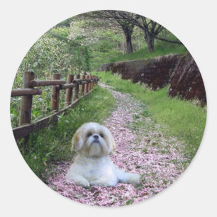 Rond Sticker Shih Tzu Fleurs violettes