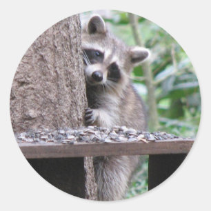Rond Sticker Shy Raccoon