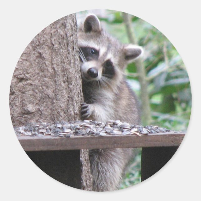 Rond Sticker Shy Raccoon (Devant)